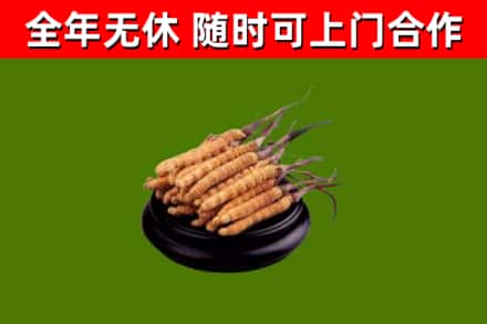 江北烟酒回收冬虫夏草.jpg